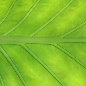 Nahaufnahme eines großen, grünen Blattes mit deutlich sichtbaren Adern.