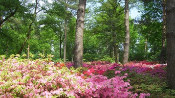 Rhododendronpark in Bremen | Landgut Horn Bremen Blühender Garten mit pinken und roten Azaleen, umgeben von hohen, grünen Bäumen.