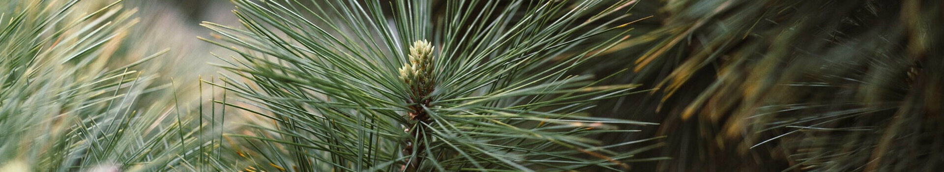 Nahaufnahme von grünen Kiefer-Nadeln
