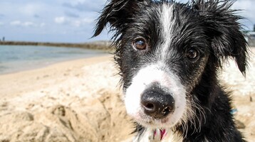 Niedlicher Hund an der Nordsee Nasser Hund am Strand mit Sand und Meer im Hintergrund bei sonnigem Wetter.