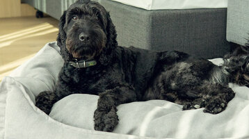Hunde im ATLANTIC Hotel Münster Hund liegt auf einem grauen Hundebett im Hotelzimmer, daneben ein Napf mit Futter.