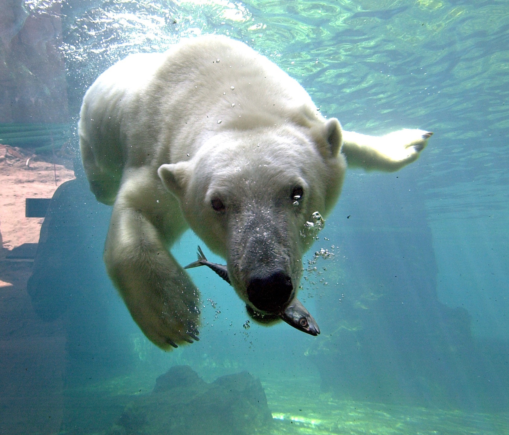 Polar bear with a fish in his mouth in the Zoo am Meer in Bremerhaven A polar bear swims underwater with a fish in its mouth, flooded with sunlight.