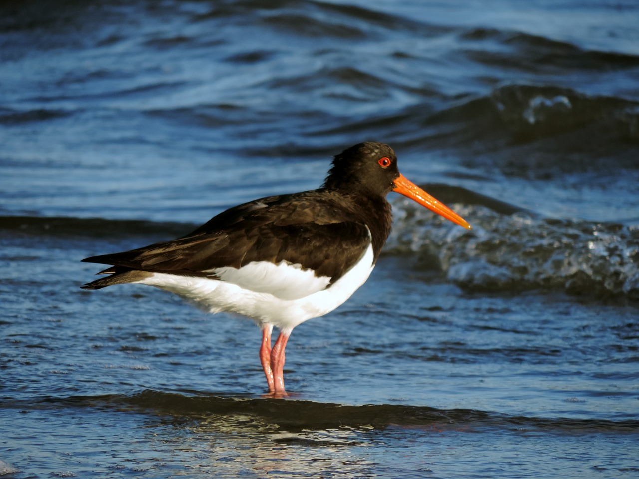 Oystercatcher | ATLANTIC Hotel Wilhelmshaven Oystercatcher with black plumage and red beak stands in the shallow water on the beach.
