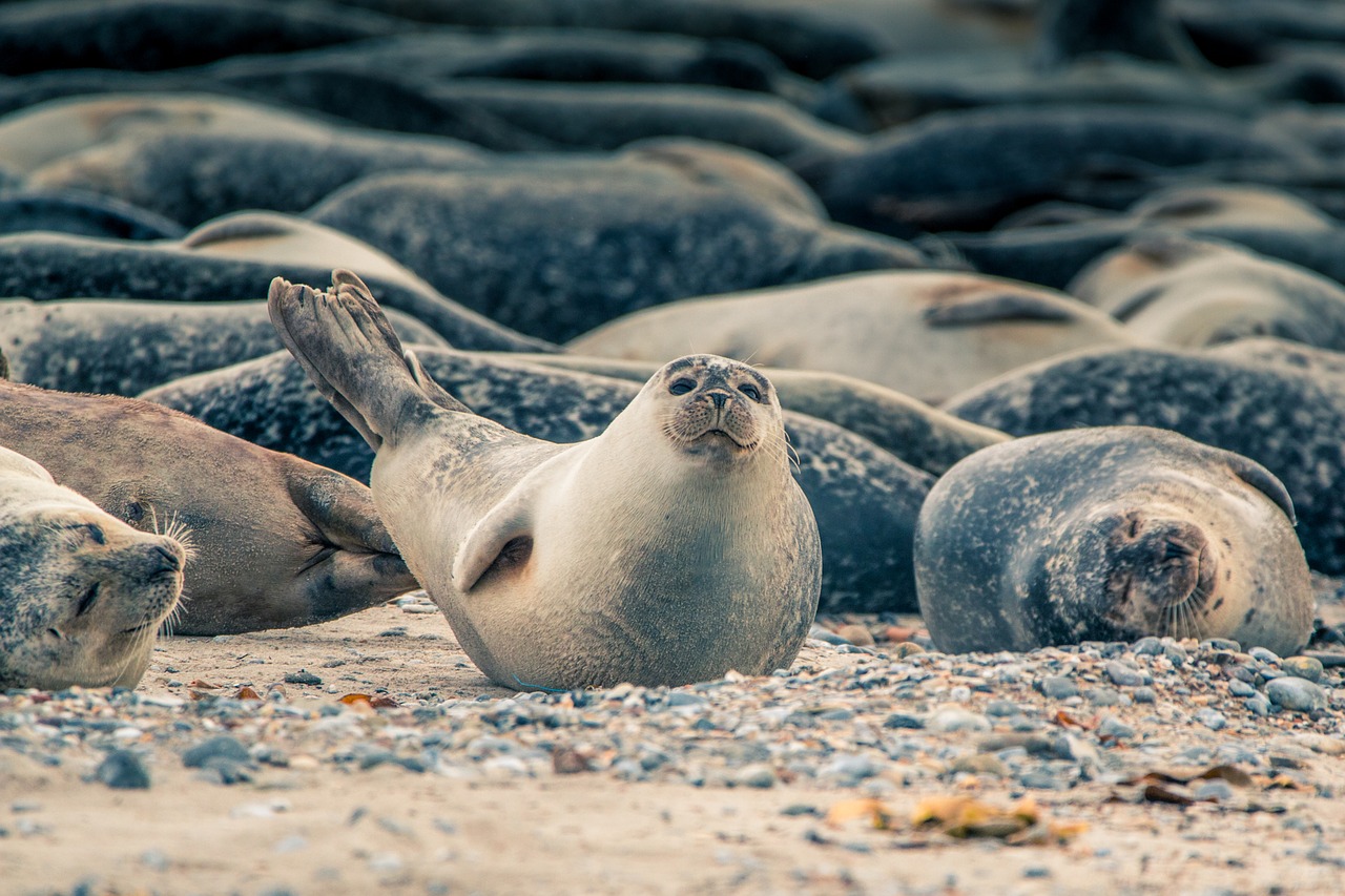 Seal | ATLANTIC Hotel Wilhelmshaven Several seals rest relaxed on a pebbly beach, one raises its head curiously.