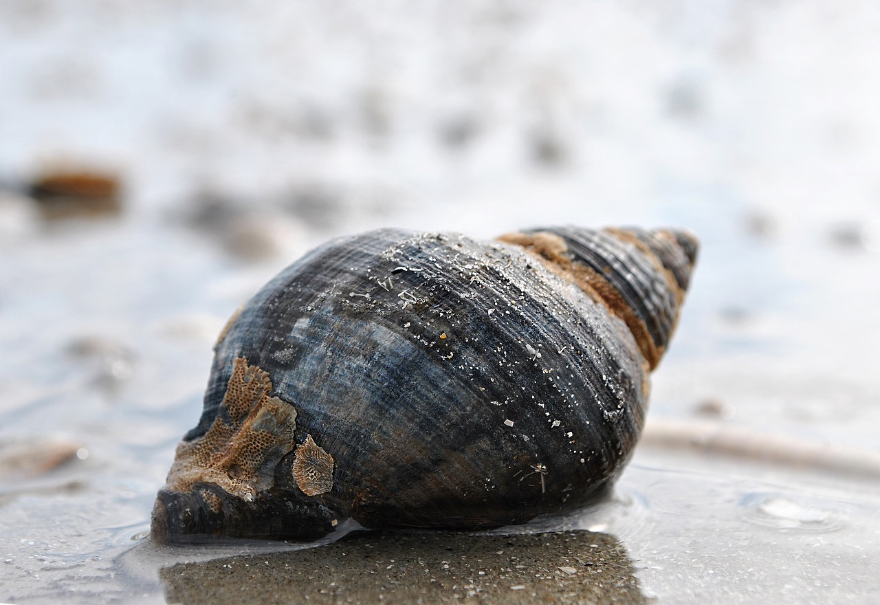 Mud snail | ATLANTIC Hotel Wilhelmshaven Close-up of a large, dark shell in the wet sand on the beach.