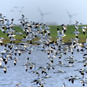 Migratory birds | ATLANTIC Hotel Wilhelmshaven A large flock of birds flies over the water, with green meadows and wind turbines under a blue sky in the background.
