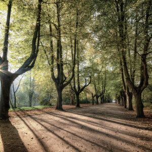 Sunlight floods an avenue of tall trees that cast long shadows on a wide, unpaved path.