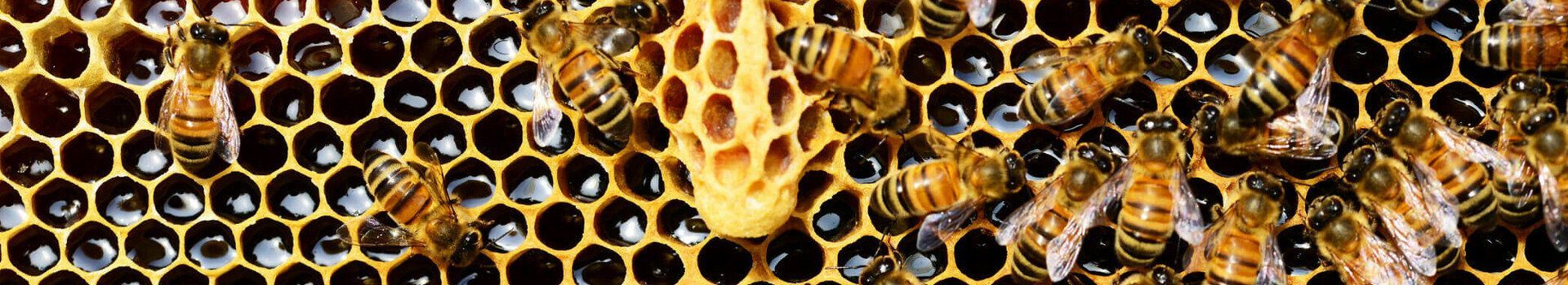 Honeycomb ATLANTIC Hotels Honey bees on a honeycomb, filled with shiny honey, are busy working together.