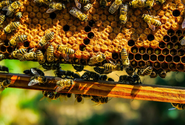 Beehive ATLANTIC Hotels Close-up of bees working diligently on a honeycomb.