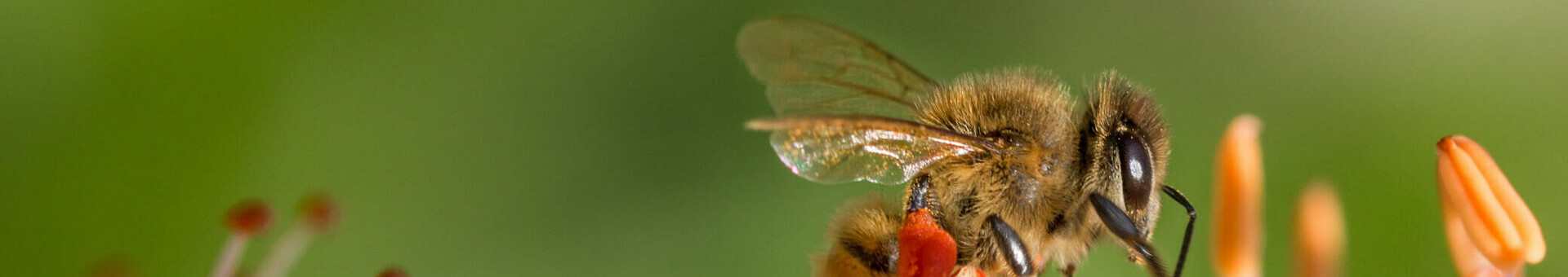 Beehives at the ATLANTIC Hotels - Sustainable development Bee collecting nectar on a flower in front of a blurred green background.