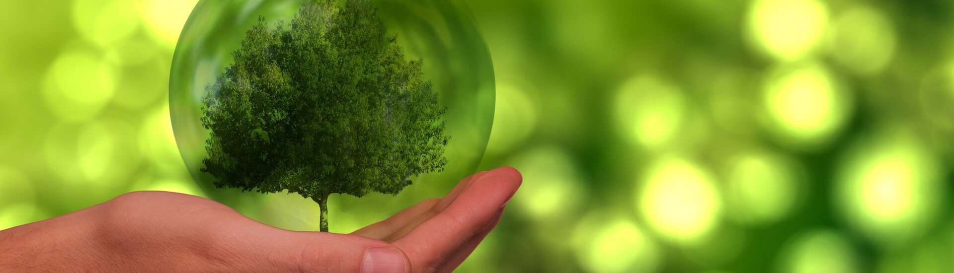 Hand holding a glass ball with a tree, next to it a butterfly, against a green, blurred background. Symbolizes sustainability.