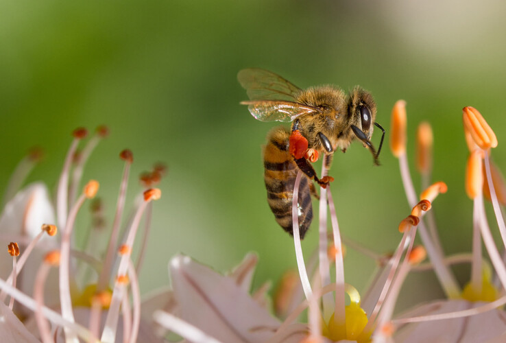 Closeup of Bee ATLANTIC Hotels Close-up of a bee sitting on a flower with orange stamens against a blurred green background.
