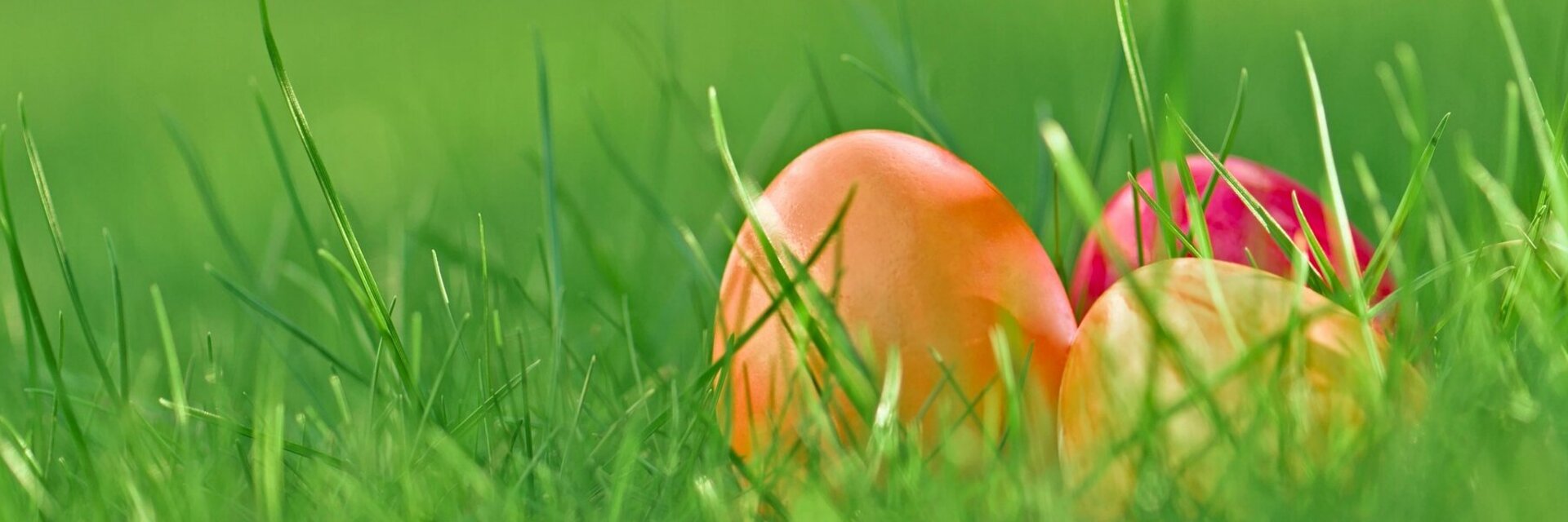 Drei Ostereier in orange, pink und gelb liegen im Gras.