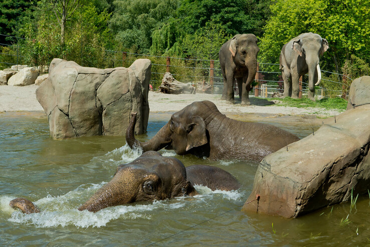 Allwetterzoo Münster Allwetterzoo Münster Two elephants bathe in the water, while two others stand on the bank, surrounded by lush greenery.
