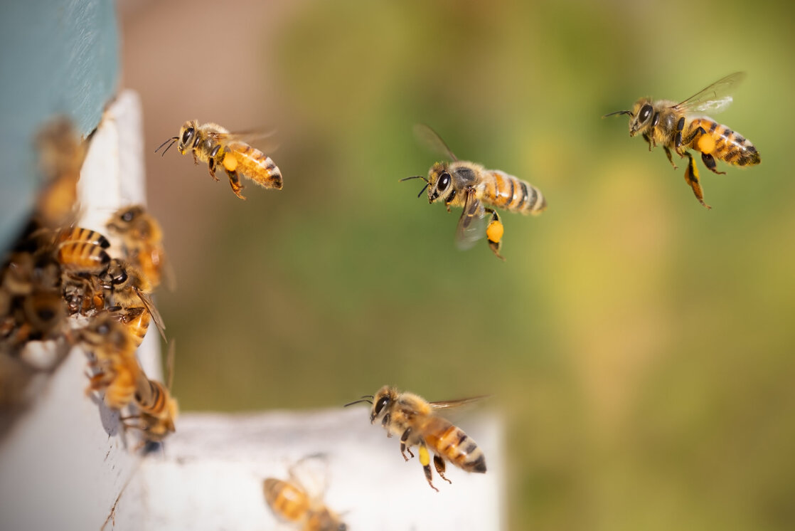 Bees flying towards their hive.
