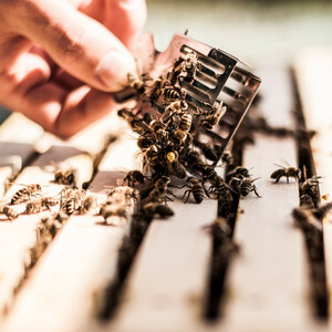 ATLANTIC Hotel Airport | Cooperation with Bee-Rent One hand holds a bee cage above a beehive with many bees.