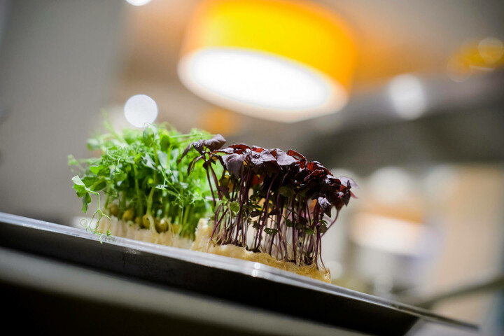 Food and beverage| ATLANTIC Hotel Lübeck Fresh herbs on a tray in the ATLANTIC Hotel Lübeck, with blurred, warm lighting in the background.