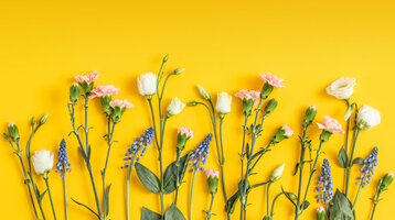 Eine Blumenauswahl aus rosafarbenen Nelken, weißen Lisianthus und blauen Traubenhyazinthen vor einem gelben Hintergrund