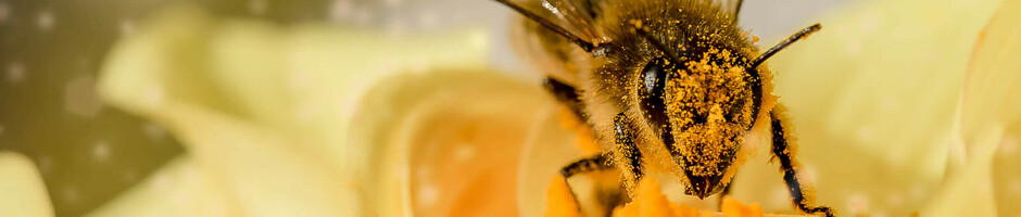 Beehives at the ATLANTIC Hotels - Sustainable development Close-up of a bee on a yellow flower, covered in pollen, against a blurred background.