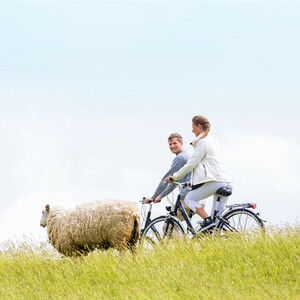 Excursion with a rental bike | ATLANTIC Hotel Wilhelmshaven Two people cycling in a green field next to a sheep under a blue sky.