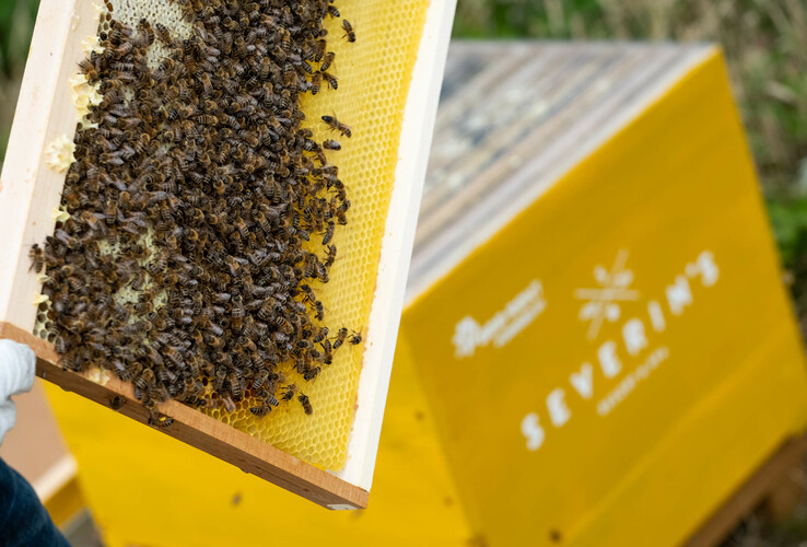 Bee-Rent at the Severin*s Resort & Spa Bees on a honeycomb in front of a yellow beehive with a hotel logo.