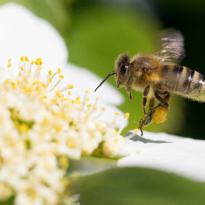 Beerent | Sustainability at the ATLANTIC Hotel Universum Bremen A bee collects pollen on a white and yellow flower in the garden of the ATLANTIC Hotel Universum.