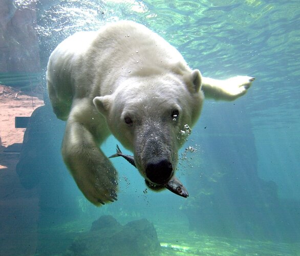 Polar bear with a fish in his mouth in the Zoo am Meer in Bremerhaven