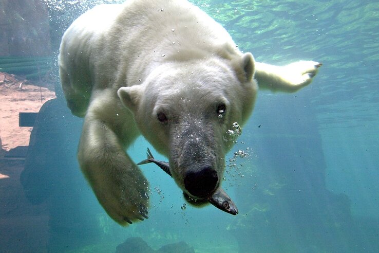 Polar bear with a fish in his mouth in the Zoo am Meer in Bremerhaven A polar bear swims underwater with a fish in its mouth, flooded with sunlight.