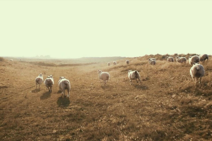 Sheeps on the island of Sylt A herd of sheep runs across a wide, grassy landscape at sunset.